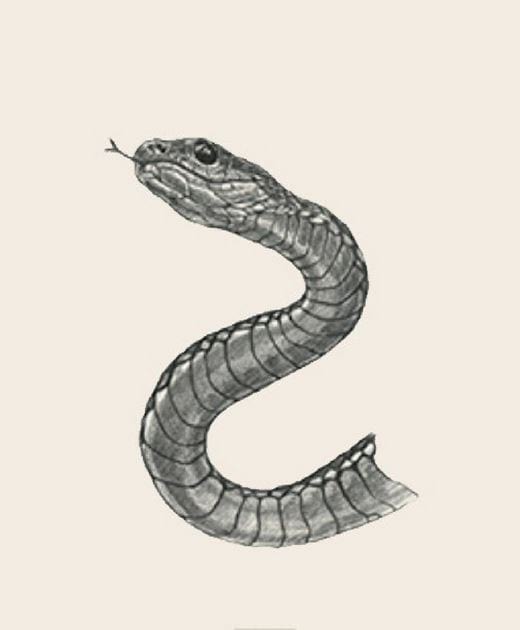 Picture 27 of Image collection for the Animal 4D+ app.