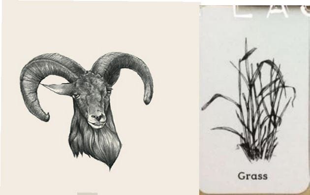 Picture 33 of Image collection for the Animal 4D+ app.