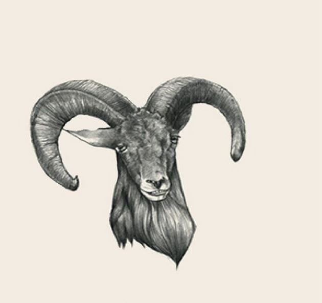 Picture 8 of Image collection for the Animal 4D+ app.