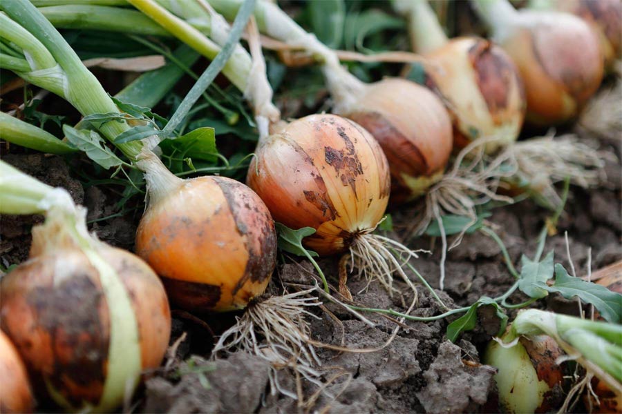 Interesting facts about onions you may not know Picture 3