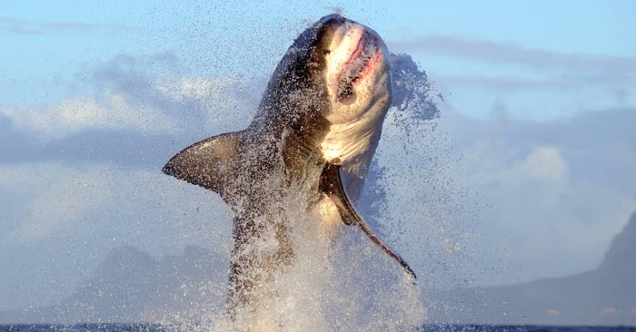 Interesting facts about the great white shark Picture 1