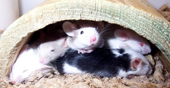 Interesting ways of testing pregnancy of ancient people Picture 1