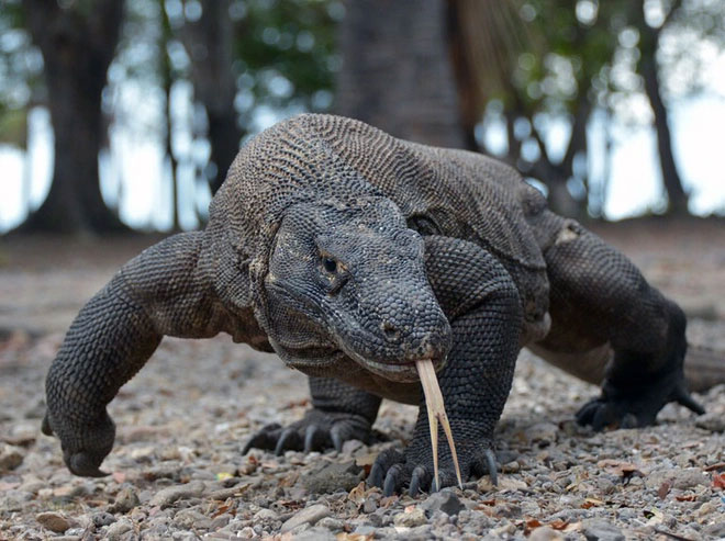 Komodo dragon swallows turtle. Picture 1