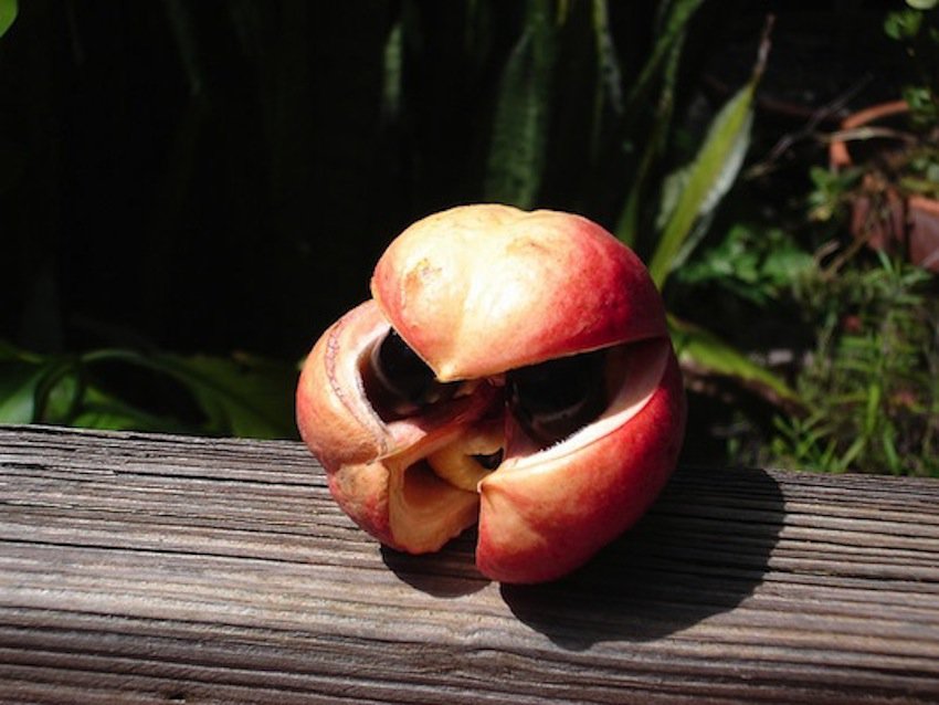 List of fruits voted the rarest and most delicious in the world Picture 1
