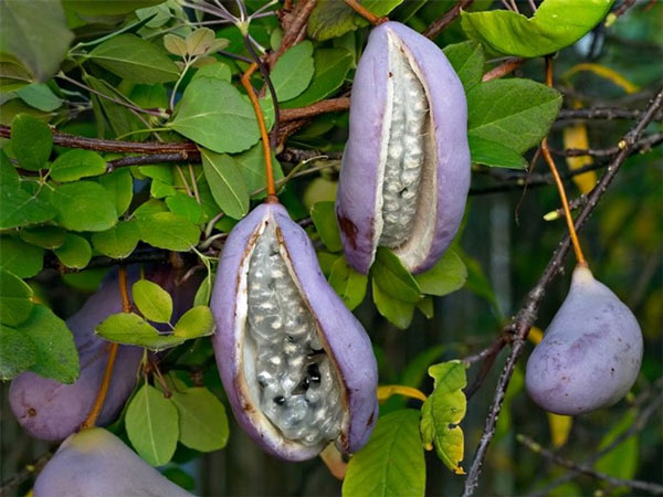 List of fruits voted the rarest and most delicious in the world Picture 14