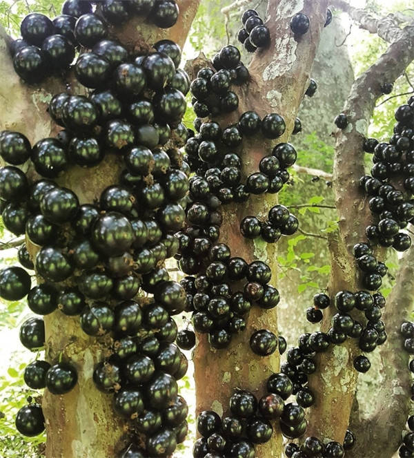 List of fruits voted the rarest and most delicious in the world Picture 4