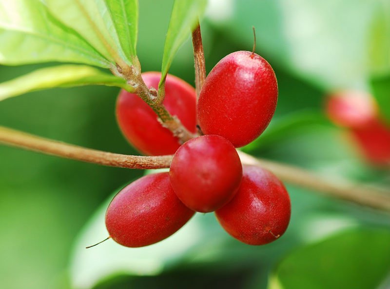 List of fruits voted the rarest and most delicious in the world Picture 7