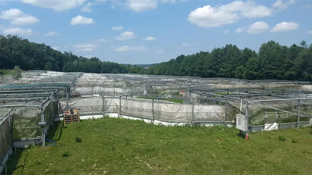 New research on butterflies suggests insects may be smarter than we think Picture 2