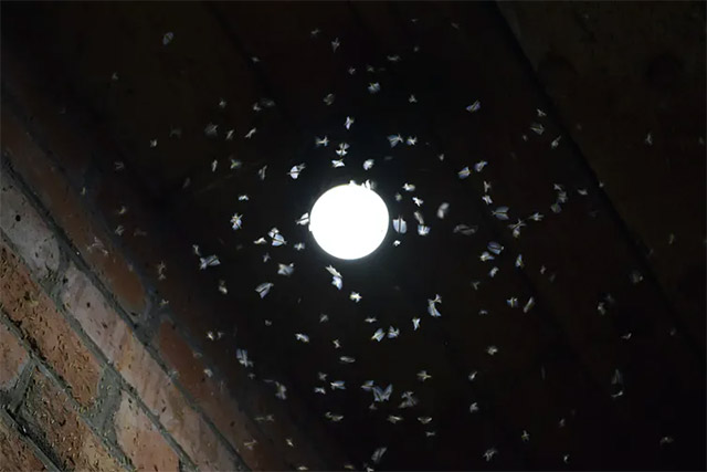 Nocturnal animals are disappearing; what are the reasons? Picture 2