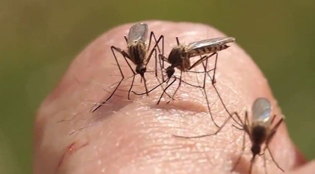 Organisms with the largest 'population' on Earth Picture 4