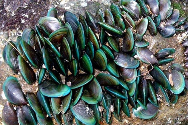 Organisms with the largest 'population' on Earth Picture 5