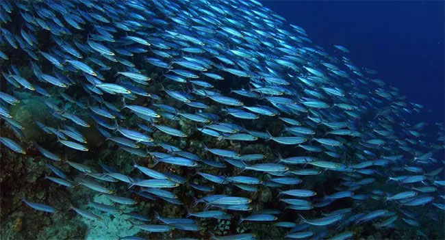 Organisms with the largest 'population' on Earth Picture 6