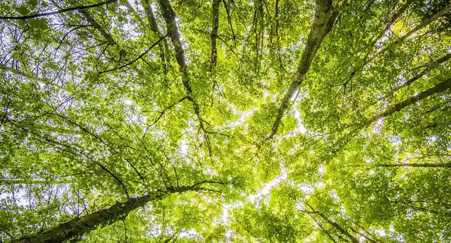 Organisms with the largest 'population' on Earth Picture 7