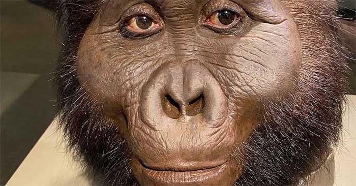 Paranthropus: Human Ancestor's Forgotten Cousin May Have Made the World's First Tools Picture 1