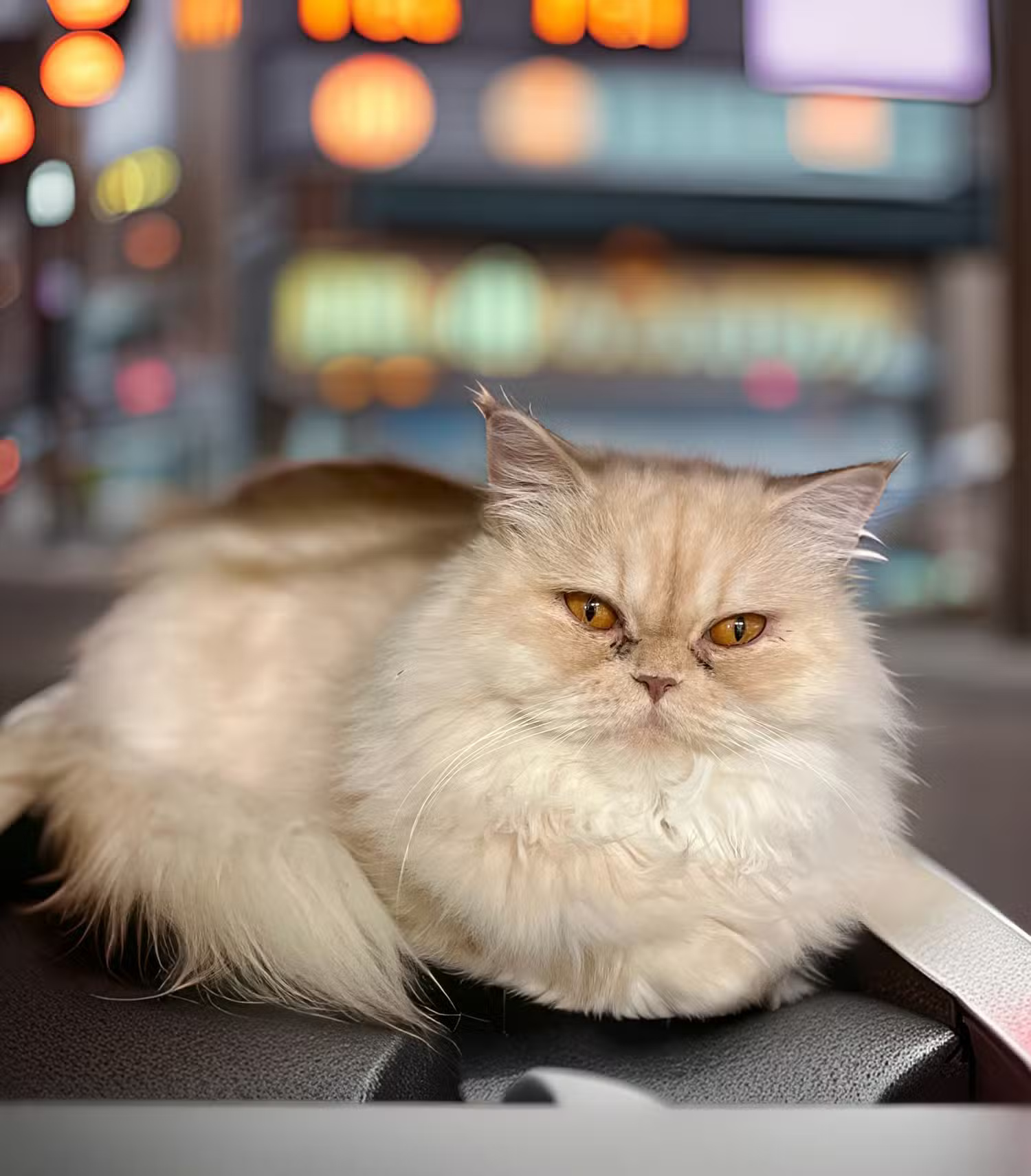 Photoleap - The Ultimate AI Editor for All Photos Picture 7