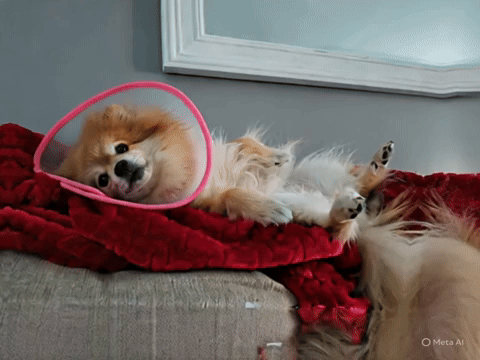 Enjoy these 4 seconds of AI animations from this cool still image by Meta! Picture 19