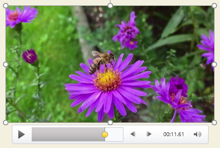 PowerPoint 2019 (Part 19): Inserting Video Picture 16