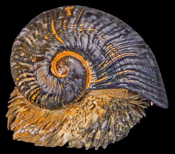 Scaly-footed snail: The only animal on earth that is literally 'armored' Picture 4