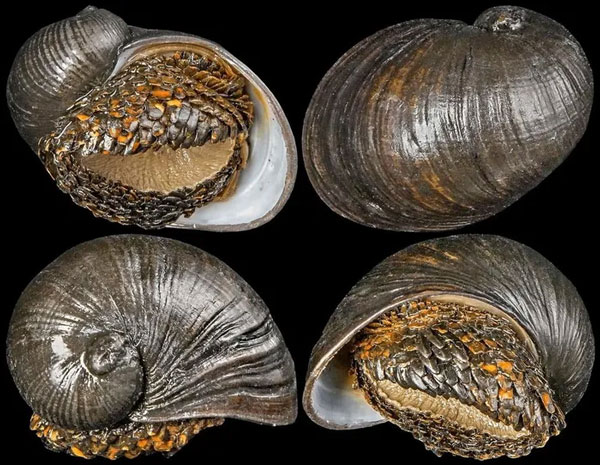 Scaly-footed snail: The only animal on earth that is literally 'armored' Picture 5