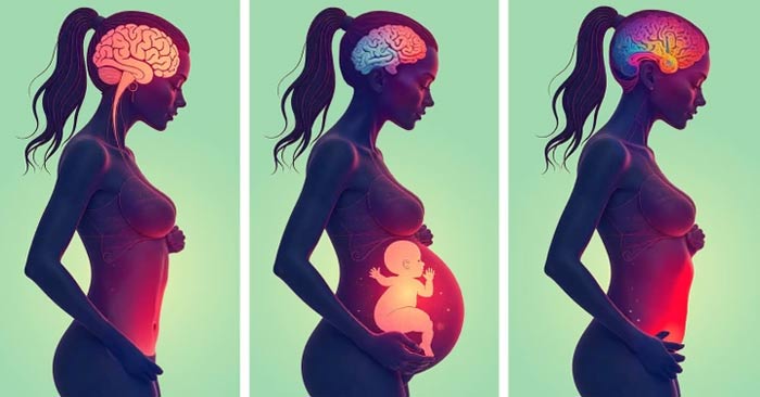 Science discovers pregnancy permanently changes the brain Picture 1