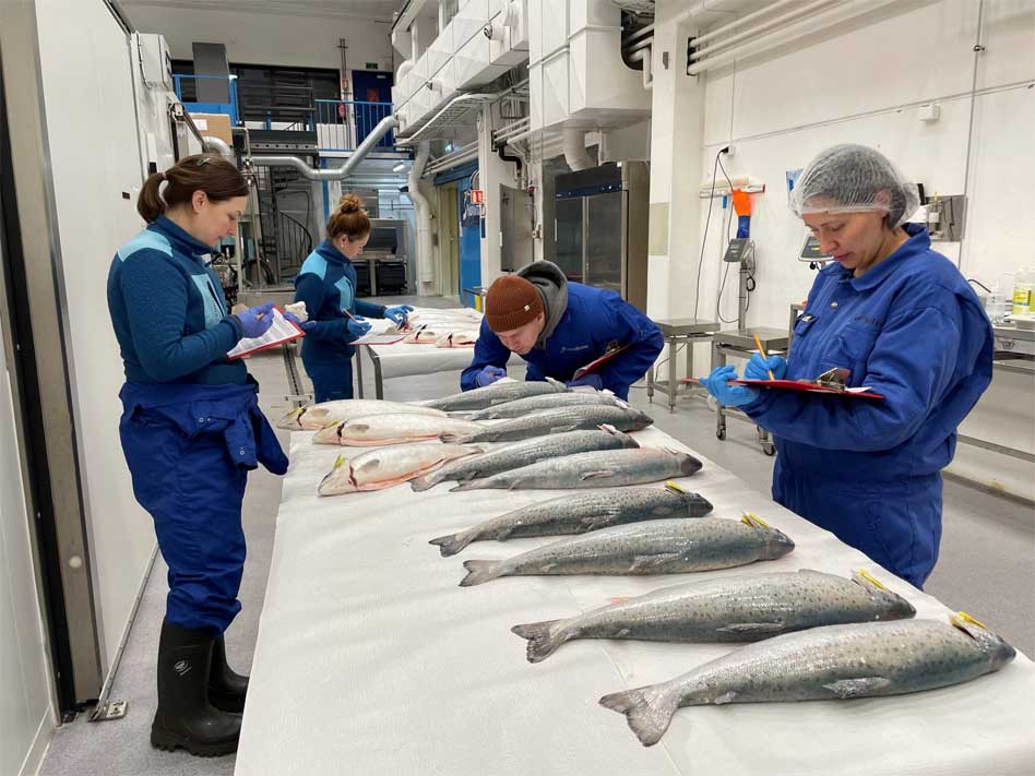 Scientists create healthy salmon feed from CO₂ emissions Picture 2