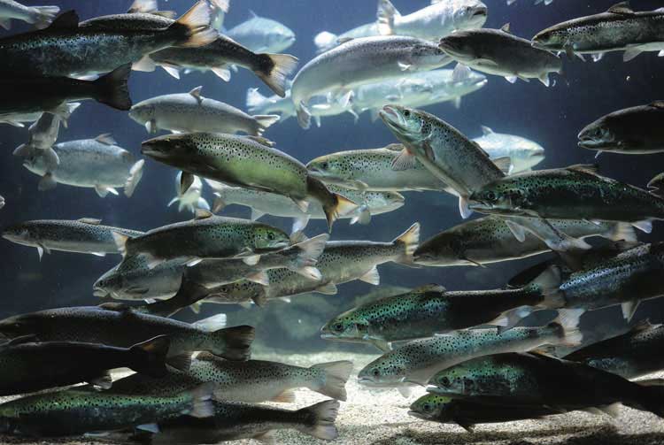Scientists create healthy salmon feed from CO₂ emissions Picture 3