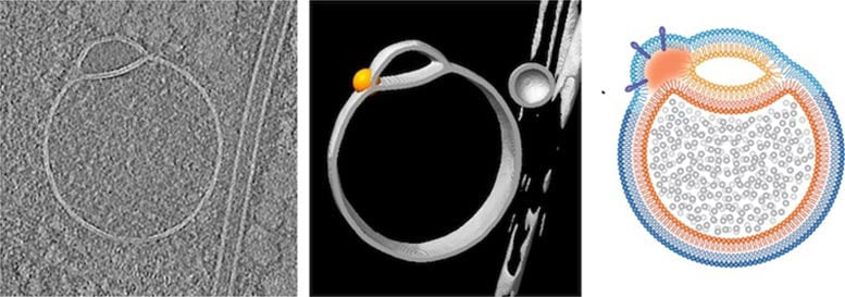 Scientists discover a previously unknown organelle inside human cells Picture 1