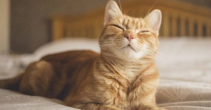 Scientists reveal a simple way to communicate with cats Picture 1