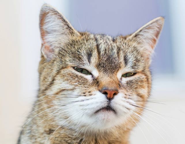 Scientists reveal a simple way to communicate with cats Picture 2