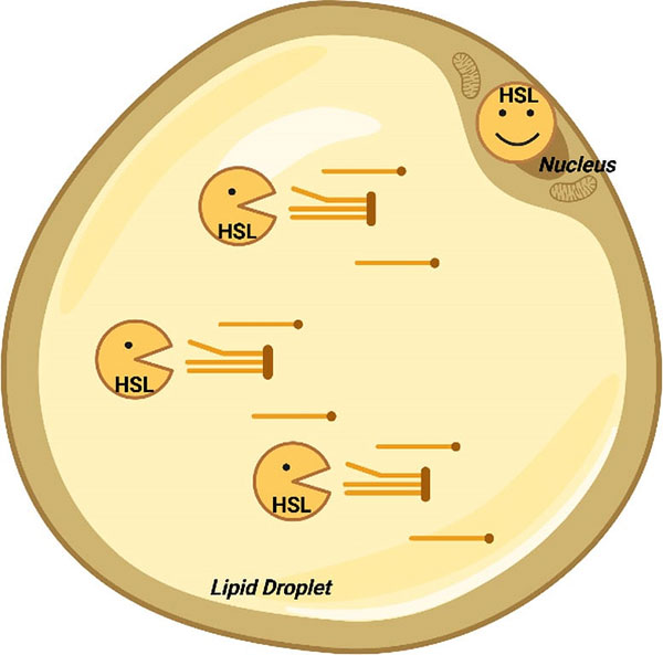 Shocking discovery about obesity: Challenging 60-year-old concept of scientists Picture 1