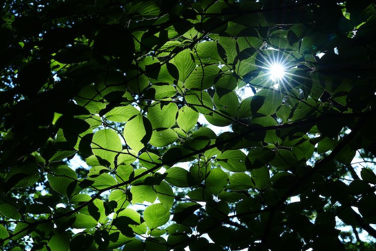 Sony introduces FE 85mm F1.4 GM II lens with super fast focus Picture 3