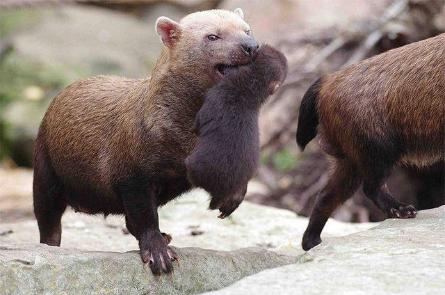 Strange dog with bear face, cat teeth, fox mouth Picture 3