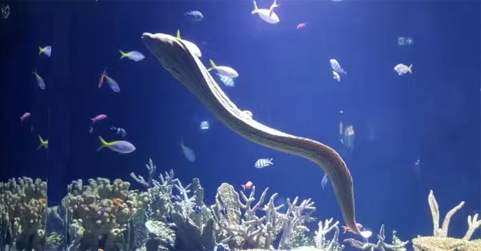 Strange facts about eels you may not know Picture 1