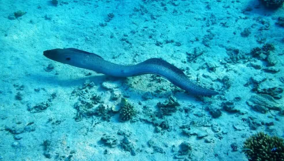 Strange facts about eels you may not know Picture 2
