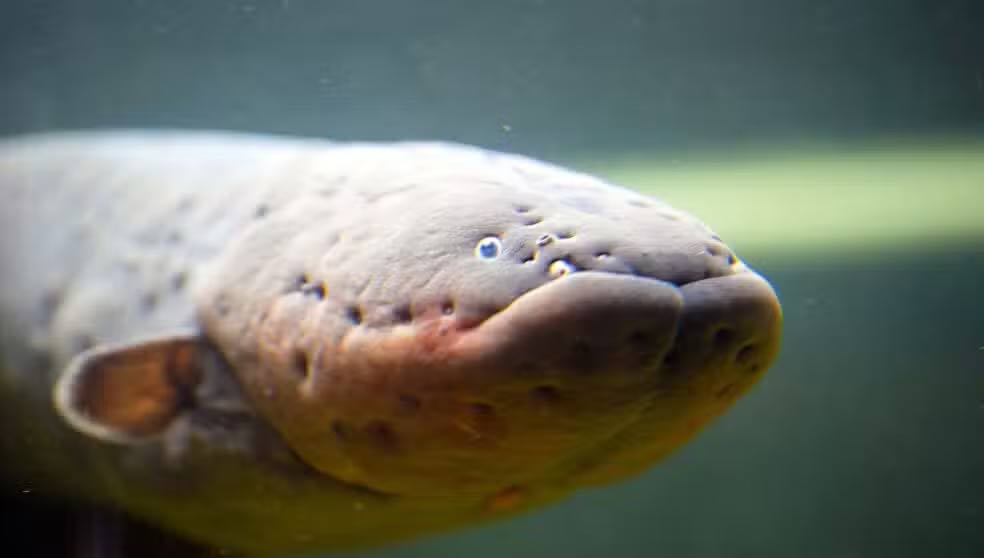 Strange facts about eels you may not know Picture 3