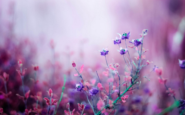 Picture 8 of Super beautiful computer and phone lock screen images.