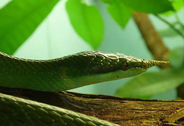 Thanh xa ky lan, a unique snake species with horns growing from its nose in Vietnam Picture 1