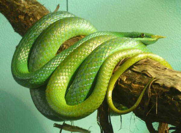 Thanh xa ky lan, a unique snake species with horns growing from its nose in Vietnam Picture 2
