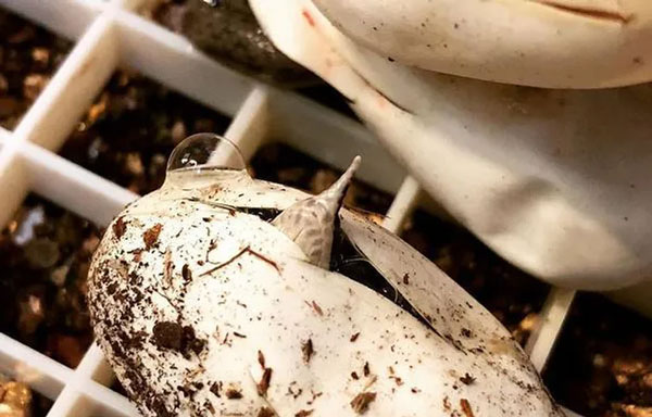 Thanh xa ky lan, a unique snake species with horns growing from its nose in Vietnam Picture 3