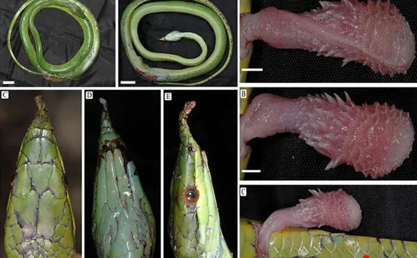 Thanh xa ky lan, a unique snake species with horns growing from its nose in Vietnam Picture 4