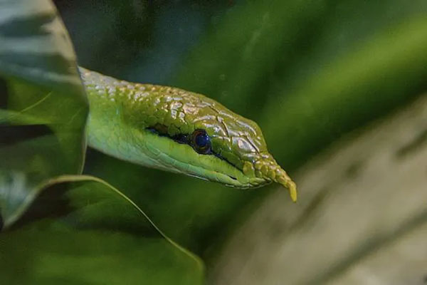 Thanh xa ky lan, a unique snake species with horns growing from its nose in Vietnam Picture 7