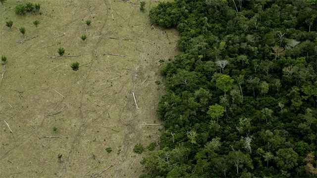 Amazon rainforest could disappear within the next century Picture 1