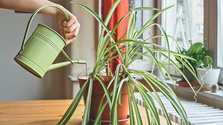 The Best Houseplants for Beginners Picture 3