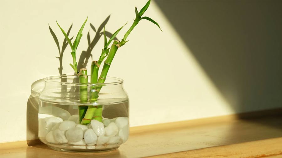 The Best Houseplants for Beginners Picture 4