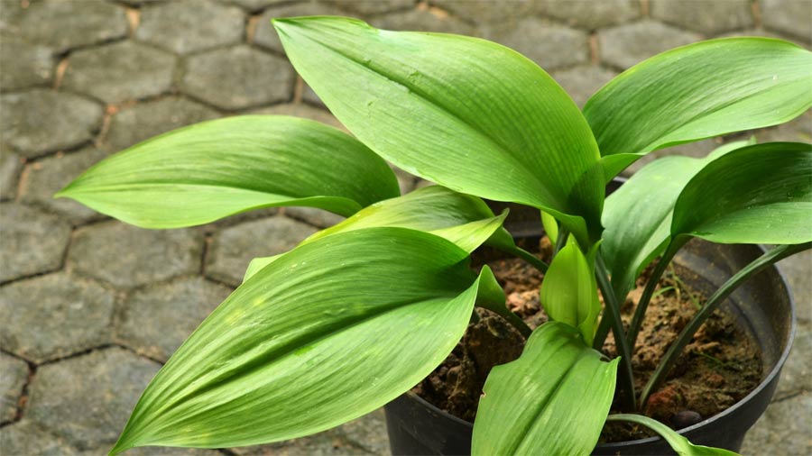 The Best Houseplants for Beginners Picture 5