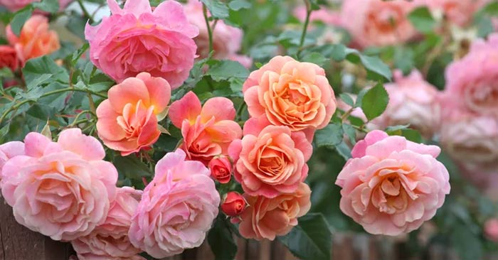 The biggest mistake when growing roses and how to fix it Picture 1