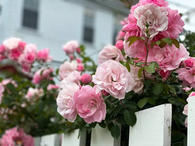 The biggest mistake when growing roses and how to fix it Picture 2