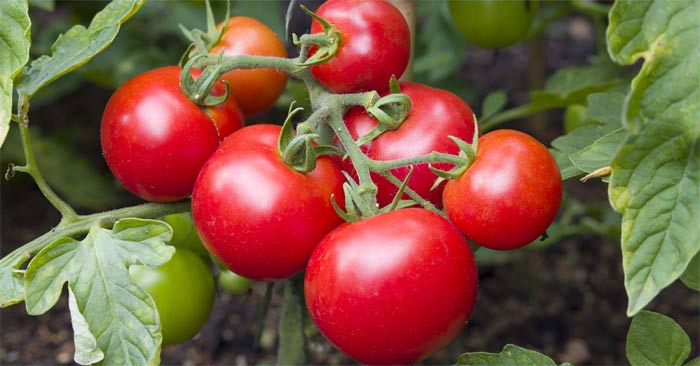 The biggest mistakes when growing tomatoes that everyone should know Picture 1
