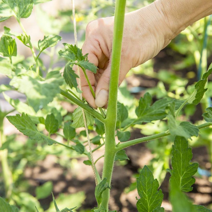 The biggest mistakes when growing tomatoes that everyone should know Picture 2