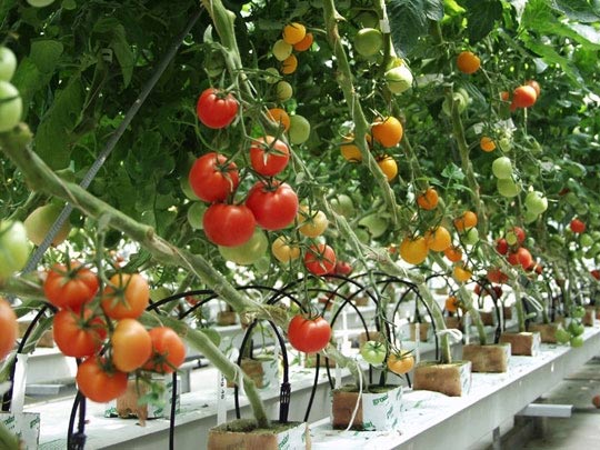 The biggest mistakes when growing tomatoes that everyone should know Picture 3